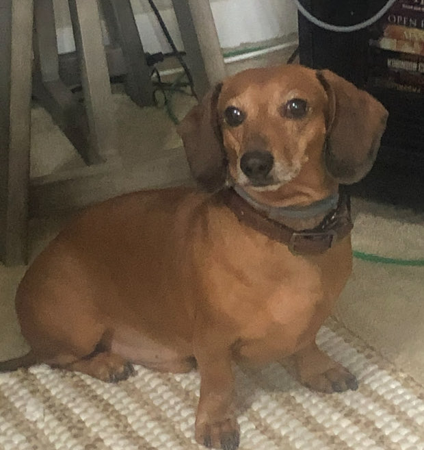 Death of My Beloved 4-Legged Clown Frank at 6:40 AM 💜🕊️