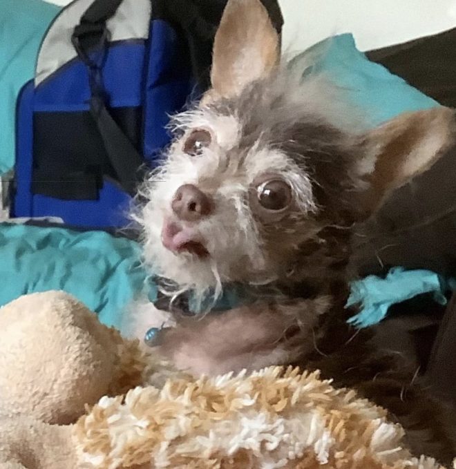Death of My Beloved Cupcake: Heartbroken at 5:50 PM CT