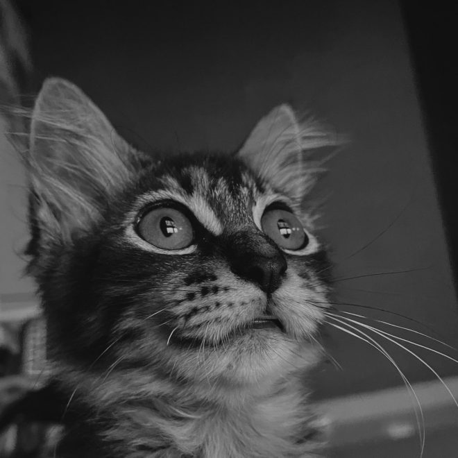 Death of My Beloved Kitten Cilung: A Heartbreaking Goodbye
