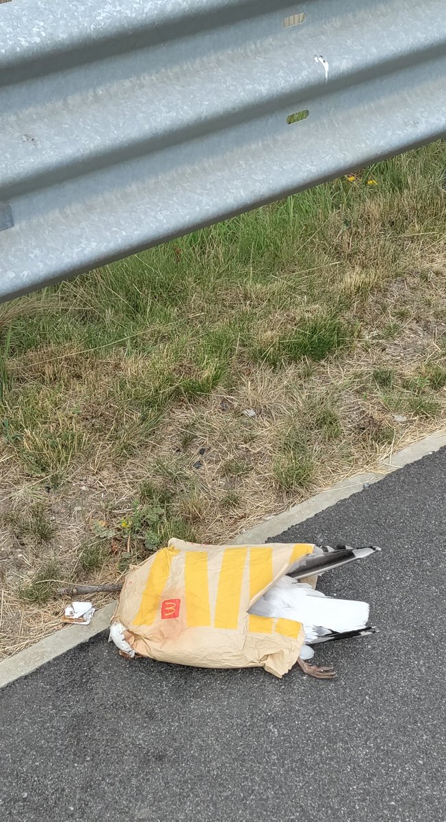 Death of Seagull Found Stuffed in McDonald's Takeaway Bag
