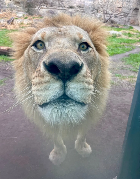 Death of Tau: San Antonio Zoo Mourns Beloved African Lion 🕊️