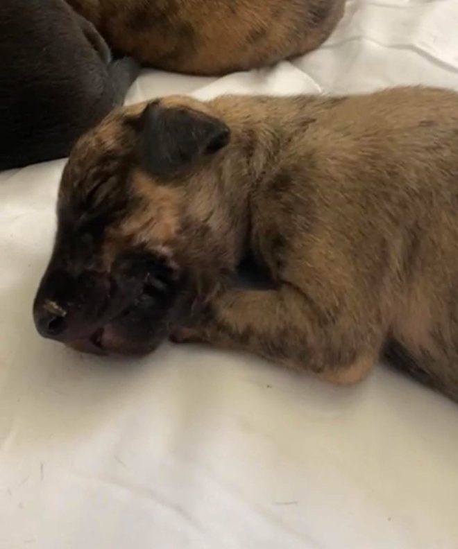 Death of a Beloved Pup: Little Flower's Journey Ends 🌺❤️