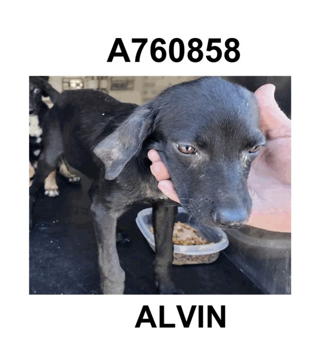 Emergency! 3 Adorable Puppies Face Imminent Euthanasia! — Emergency puppy rescue, San Antonio dog adoption, foster care for puppies 2025