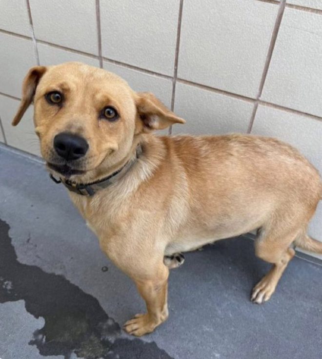 Emergency! Rylie, 3, Faces IMMINENT Euthanasia! 🆘 — Labrador rescue urgent adoption, Corpus Christi dog shelter emergency, foster care lifesaving pets
