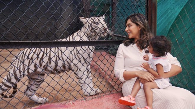 "From Tiny Cub to Playful Tigress: Meet KlinKaara, Named After Daughter in Controversial Gesture by @hydzoo 🐯🧡" — Tiny cub transformation, Playful tigress KlinKaara, Wildlife conservation efforts