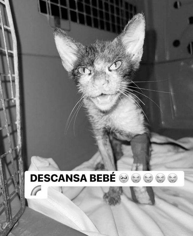 Heartbreaking Death: Last Rescued Kitten Passes Away Today