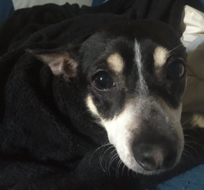 Heartbreaking Death: My Little Piper Passed After 14 Years