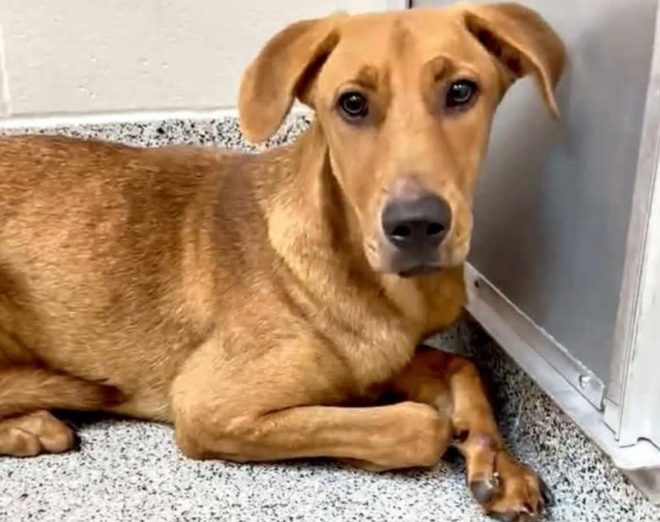 Heartbreaking Death of 2-Year-Old Shayla in Harris County 💔