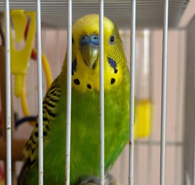 Heartbreaking Death of Beloved Budgie After 9 Joyful Years