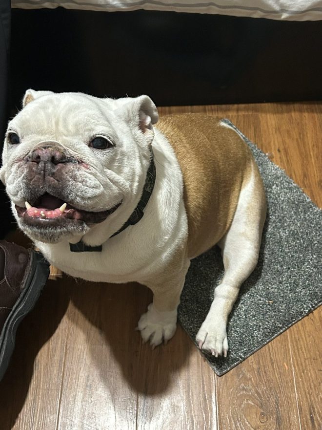 Heartbreaking Death of Beloved Dog Waffles After 10 Years