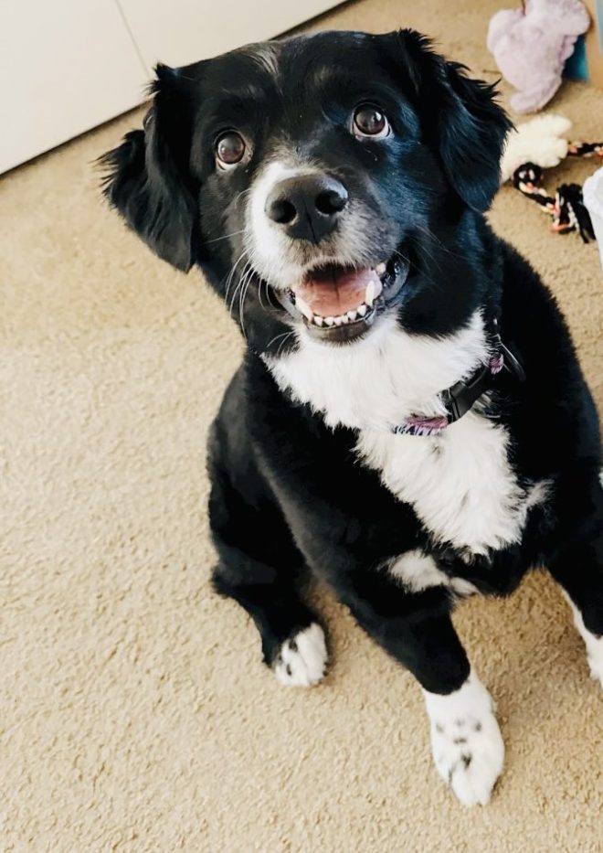 Heartbreaking Death of Beloved Pup Miller Leaves Family Devastated