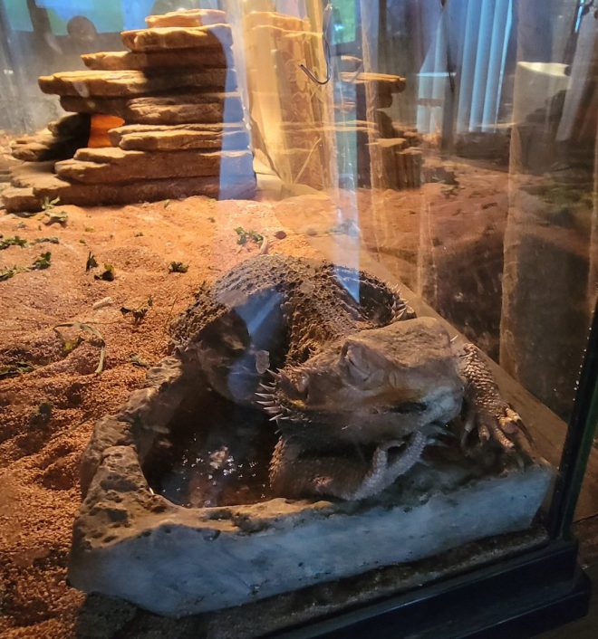 Heartbreaking Death of Buddy: Mouth Rot Took Him Too Soon