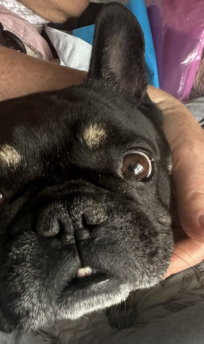 Heartbreaking Death of My Best Mate Duke: Gone Too Soon