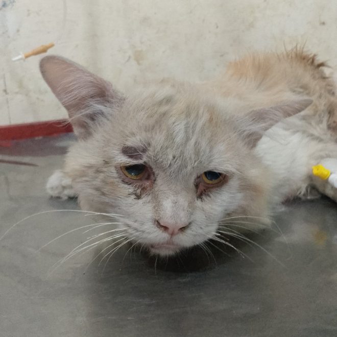 Heartbreaking Death of Our Beloved Cat Davey: Rest in Peace