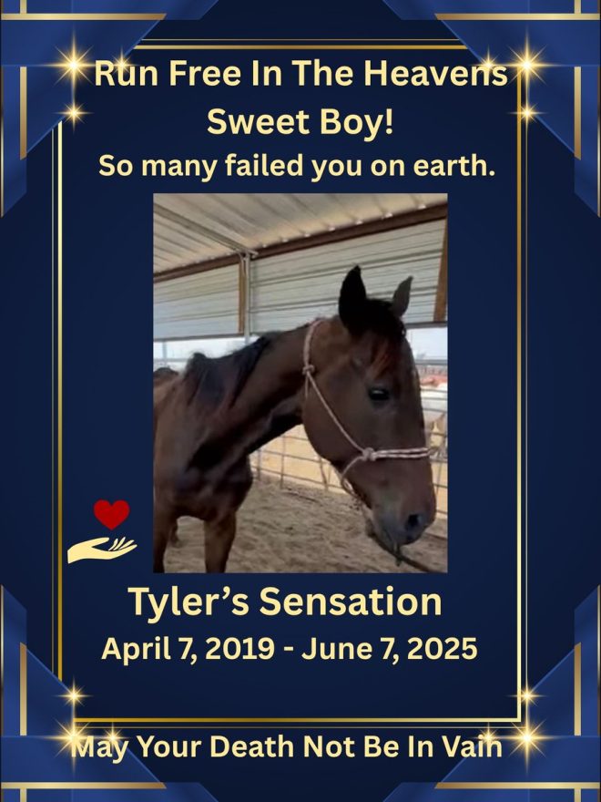 Heartbreaking Death of Tyler: A Horse's Tragic Journey