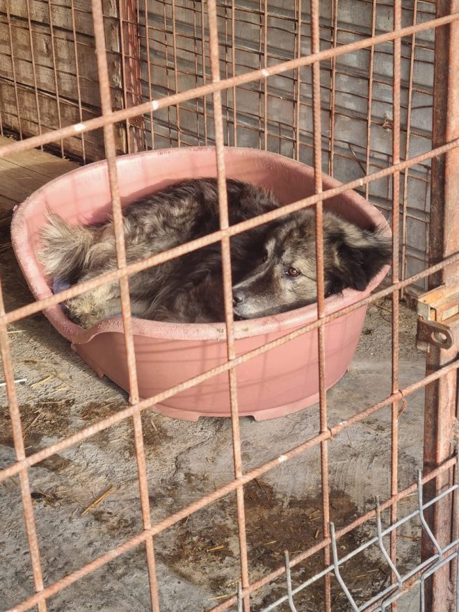 Heartbreaking Death of Ursu: A Beloved Soul Lost Too Soon