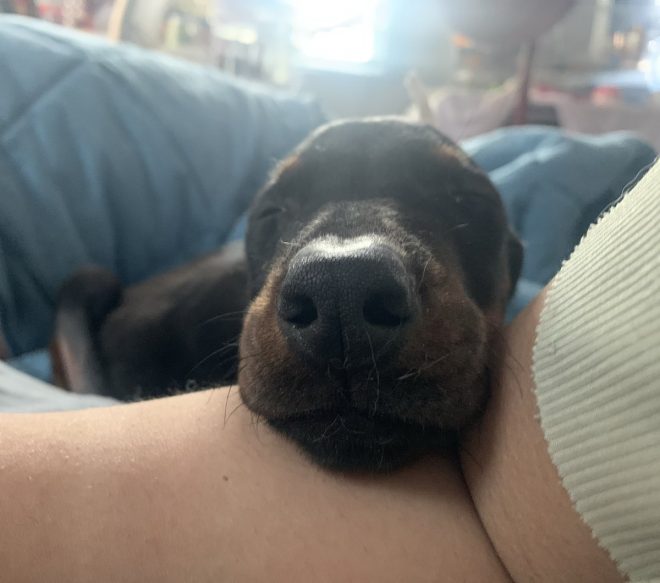 Heartbreaking News: Death of Our Beloved Doberman Elijah