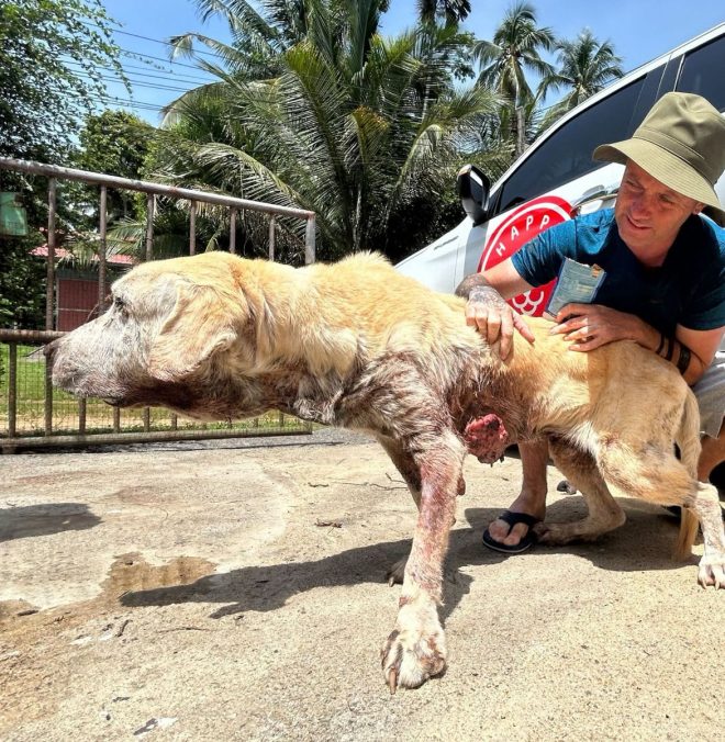 Heartbreaking Twist: Abandoned Dog Faces Cancer Battle — abandoned pets rescue, tumor removal success stories, cancer support for dogs