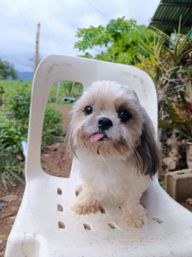 Heartfelt Condolences on Teacup's Death: Fiona's Grief