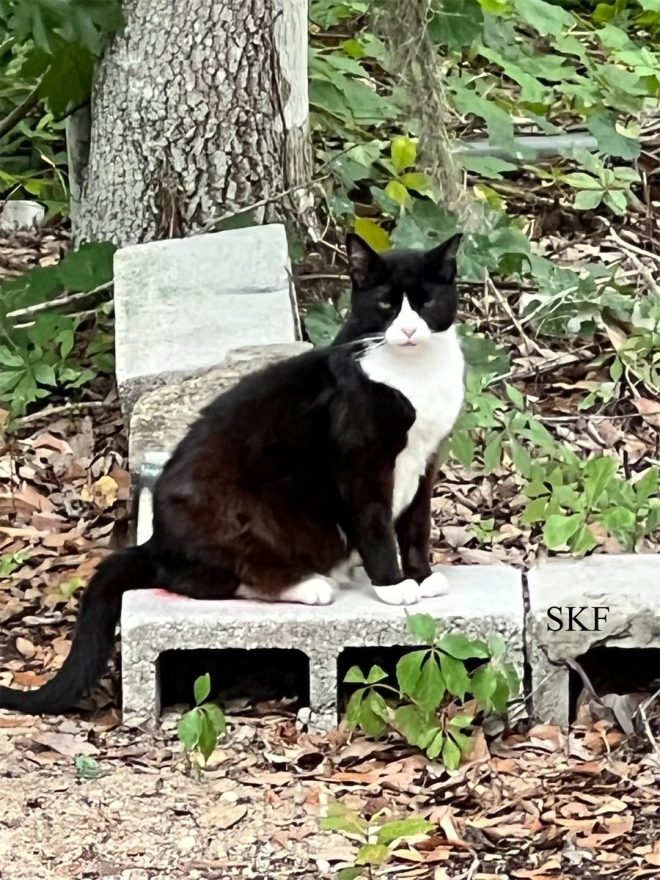 Heartfelt Death Announcement: Remembering Our Beloved Little Socks