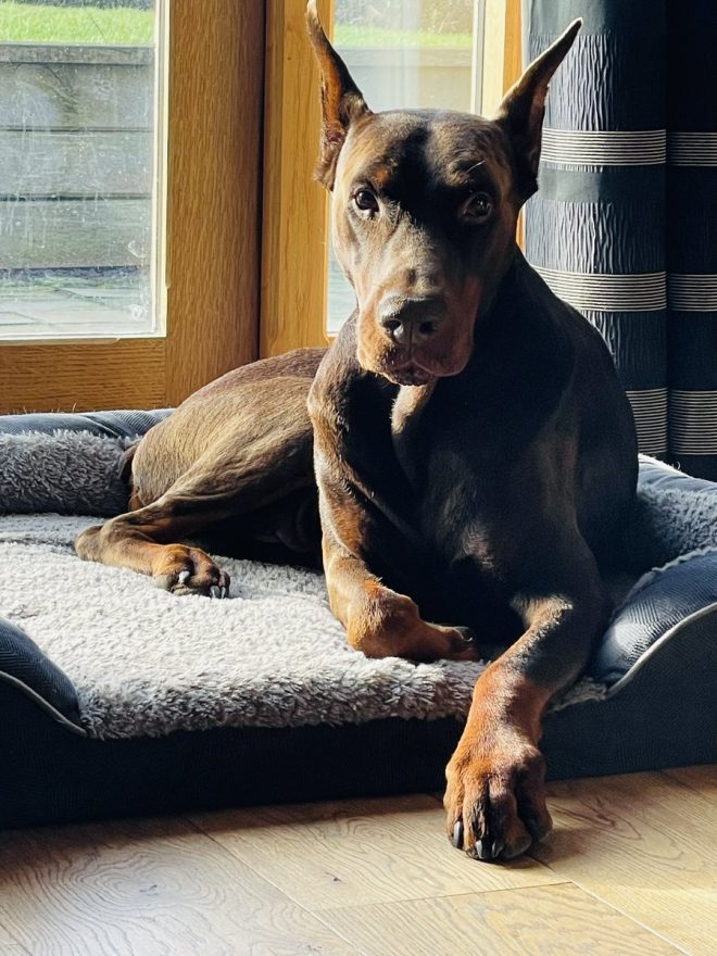 Heartfelt Thanks Amidst the Death of My Beloved Boy Hugo