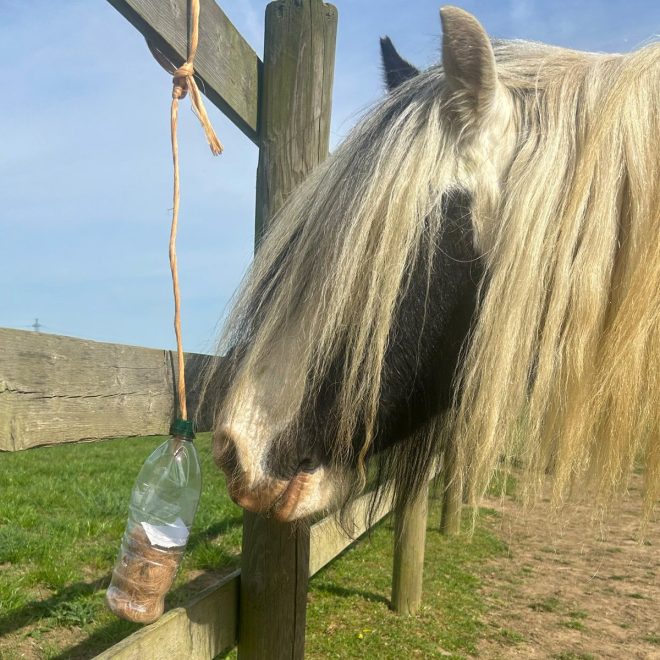 Is Horse Hair the Key to Shedding Pounds? — "Equine Nutrition for Optimal Weight Loss", "Natural Remedies for Pony Weight Control", "Equestrian Health Tips for Weight Management 2025"