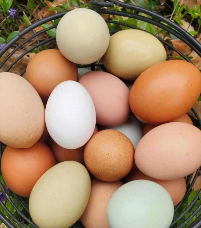 🚨JUST IN🚨 Egg Prices Plummet 61% Since Trump’s Inauguration! — breaking news, egg price drop, USDA data update