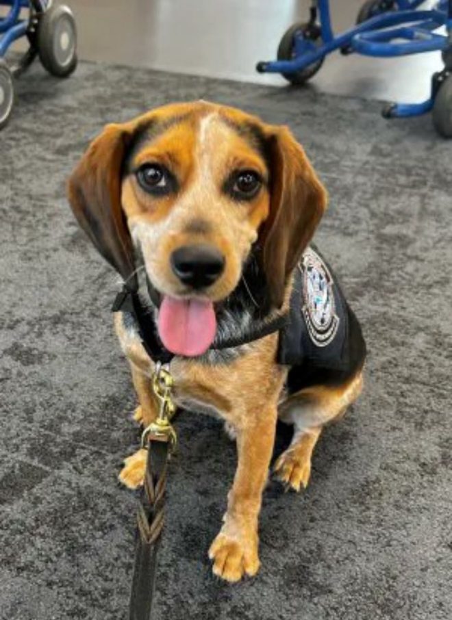 Man Deported After Kicking CBP Dog in Smuggling Case — DHS deportation news, smuggling detection dog incident