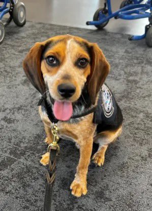 Man Kicks Beagle at Airport: Shocking Deportation Sparks Outrage! — airport animal welfare, CBP beagle incident, DHS deportation news 2025