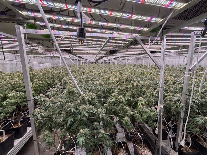 Massive Drug Raid: 75 Arrested in California! — illegal cannabis cultivation California, drug trafficking arrests California