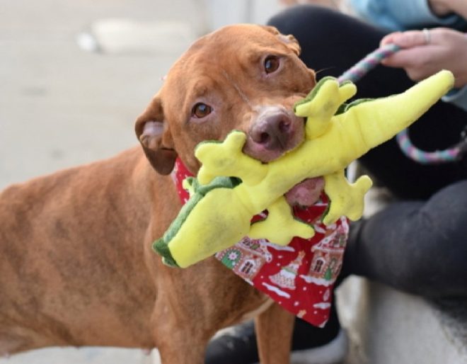 Maverick's Tragic Fate: NYC's Indifference Exposed! — dog rescue NYC, animal cruelty awareness, shelter reform advocacy