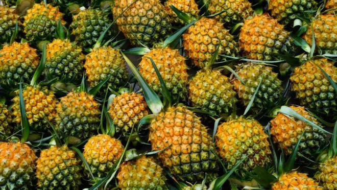 Pineapple Paradise: Daluo Village's Juicy Controversy Unveiled! — tropical fruit harvest 2025, Menghai County agriculture, Xishuangbanna pineapple festival
