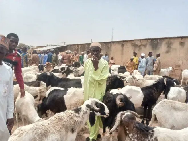Ram Dealers in Nigeria: Low Sales Shock Ahead of Sallah! —  Ram market trends Nigeria, Eid al-Adha preparations 2025, livestock supply issues Nigeria