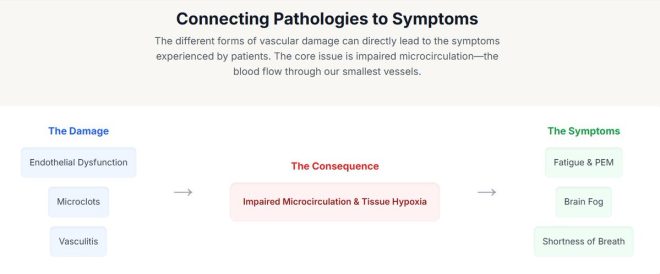 Shocking Link: COVID-19's Hidden Vascular Crisis! — COVID-19 vascular complications, microcirculation issues from coronavirus, Long Covid vascular health 2025