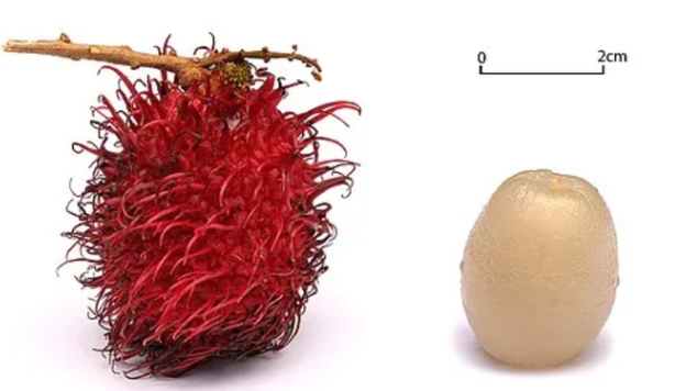 "Shocking Study: Rambutan's Secret Power to Unlock Radiance and Transform Your Skin Revealed!" — juicy tropical fruit, radiant skin diet, antioxidant-rich superfood