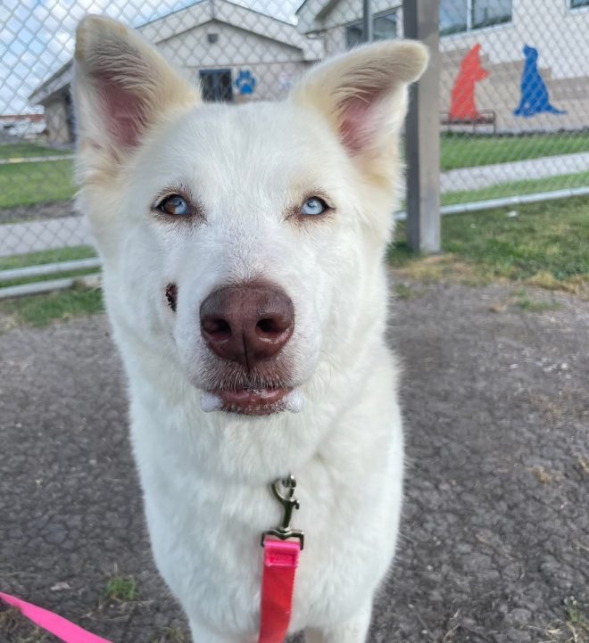 TEXAS🆘KIKO #A381921: Will She Face the Ultimate Fate? — Texas dog adoption, blue-eyed rescue dogs, Corpus Christi animal shelter