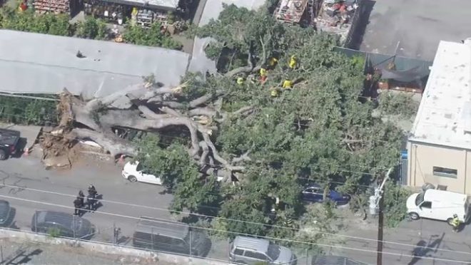 Tree Tragedy: Nursery Chaos as Giant Oak Crushes Customers! — large tree accident San Mateo, landscaping nursery safety tips, California tree fall injuries 2025