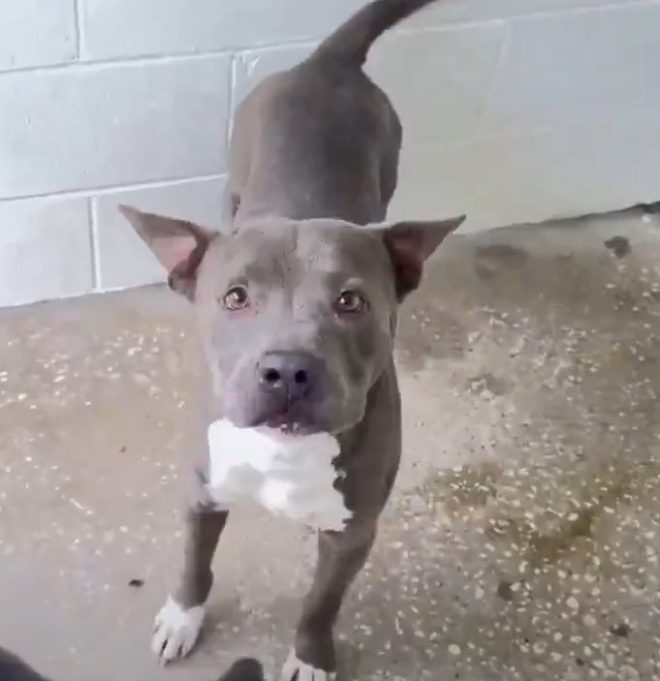 Urgent! Can This Loving Dog Survive a Kill Command? — urgent dog rescue, adopt a shelter pet, lifesaving foster homes