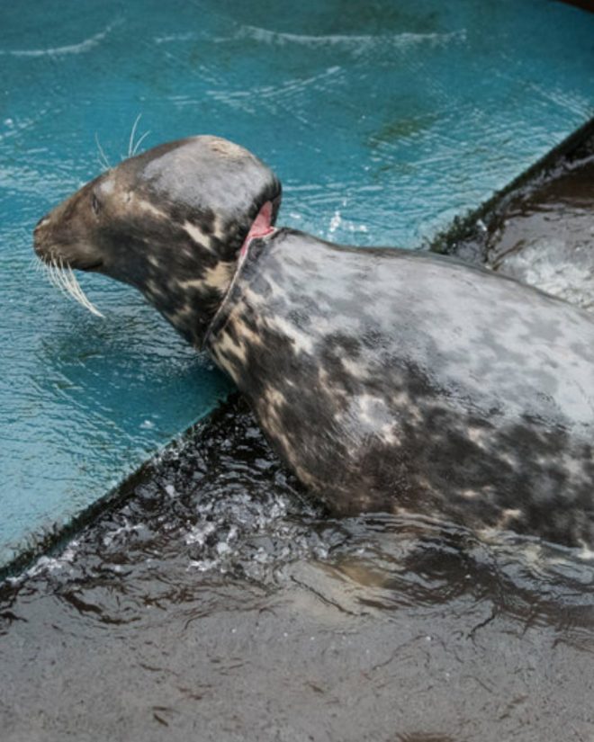"Flying Rings: Fun for Kids, Deadly for Seals!" — Plastic waste impact on marine life, Seals and plastic pollution, Stop flying rings import 2025