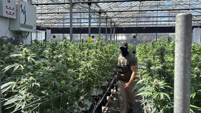 Child Labor in California Farms: Strawberries or Scandal? — child labor in agriculture, California farm raids 2025, food supply chain issues