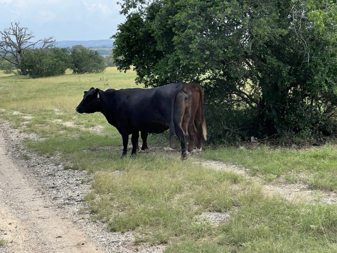 Cows' Mysterious Retreat: Are Animals Predicting Floods? — cattle behavior before floods, animal instincts during storms, rancher insights on cow movements