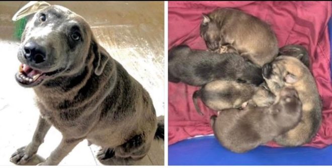 Critical Emergency: Adoptions Needed for Molly & Puppies! — urgent pet rescue, adopt a shelter dog, Houston dog adoption