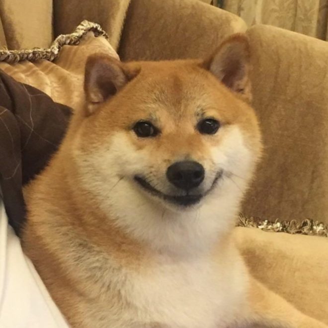 Death of Ballball: Meme Legend and Lil Dog Homie Remembered