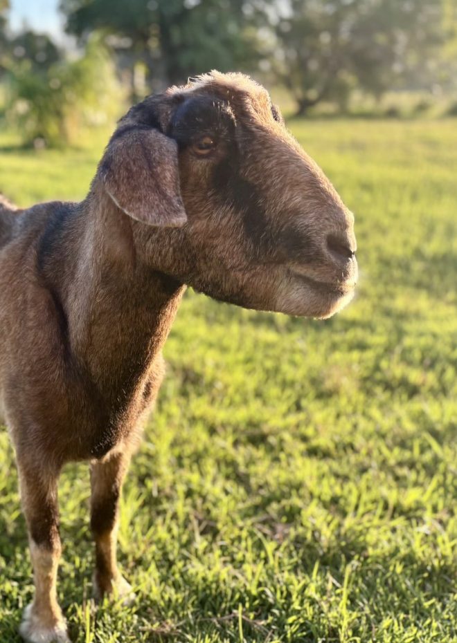 Death of Benny 💔: Passed Away Peacefully in His Sleep goats