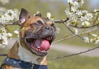 Death of French Bulldog Sparks Warning on Hot Cars  
How many more times must we say this? It's avoidable!