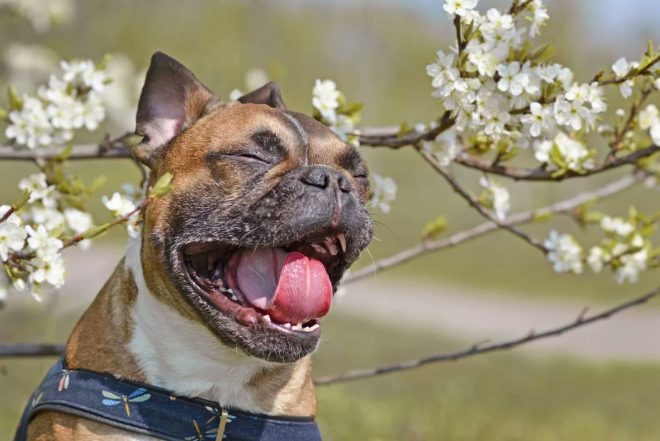 Death of French Bulldog Sparks Warning on Hot Cars
How many more times must we say this? It's avoidable!