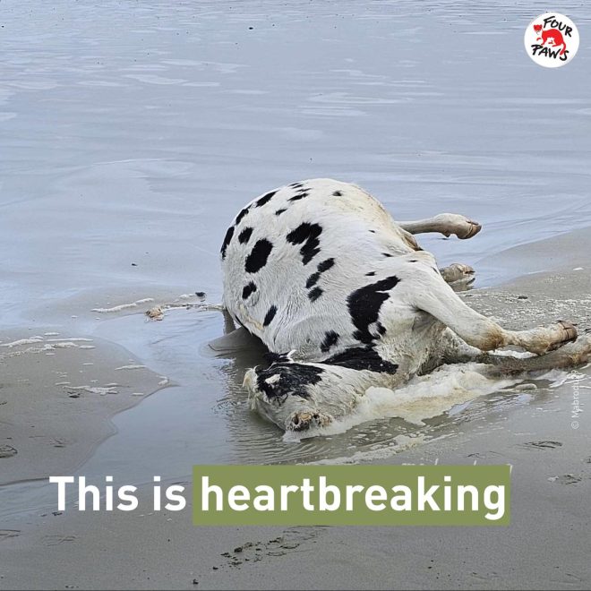 Death of Innocence: Tragic Fate of Animal Found on French Beach