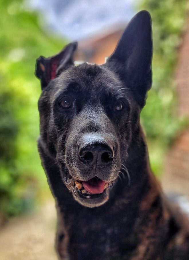 Death of RPD Fozzy: Beloved Police Dog Crosses Rainbow Bridge
