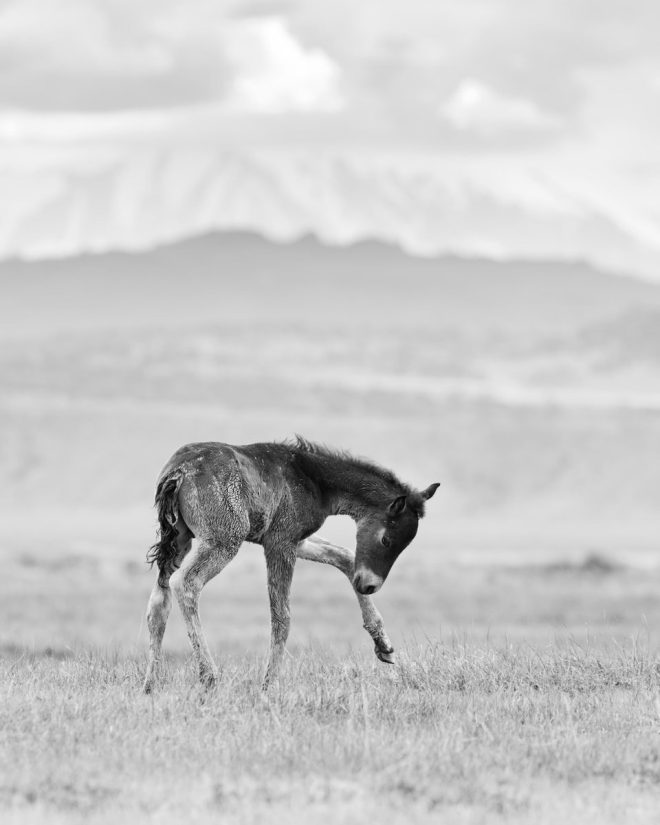 Death of Wild Foal: A Heartbreaking Loss for Mustangs