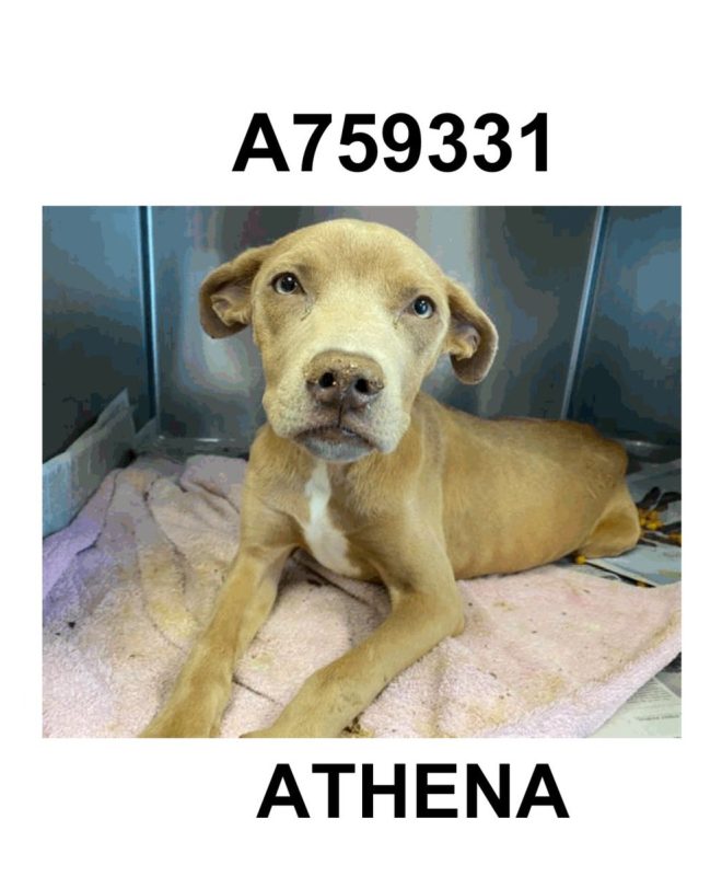 Emergency: Injured Lab Mix Athena Faces Death on July 4! — critical pet rescue, urgent animal care, adoptable dogs San Antonio